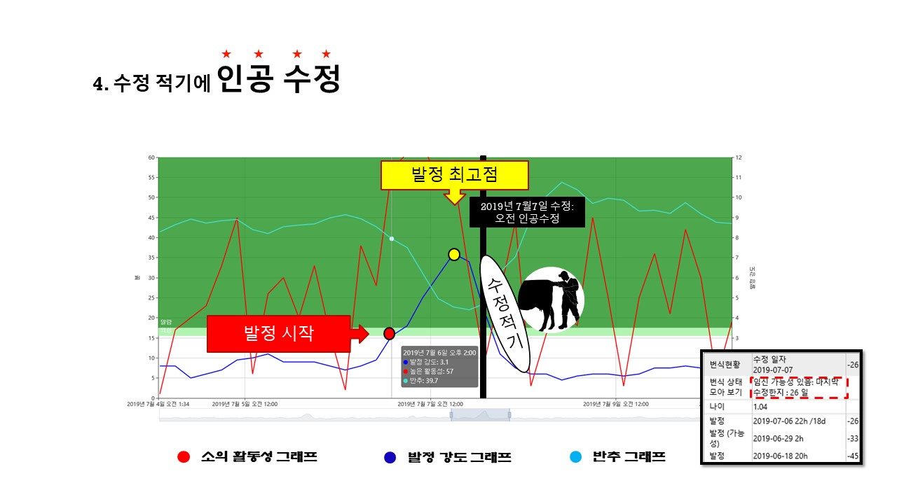 발정 온 소 찾기 수정적기.jpg